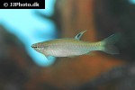 pyrrhulina filamentosa pyrrhulina filamentosa
