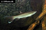 pyrrhulina laeta pyrrhulina laeta