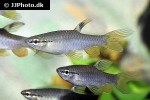 pyrrhulina laeta pyrrhulina laeta