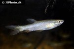 pyrrhulina laeta pyrrhulina laeta