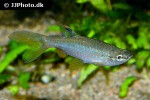 pyrrhulina laeta pyrrhulina laeta