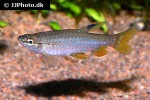 pyrrhulina laeta pyrrhulina laeta