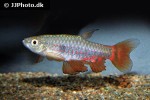 pyrrhulina obermulleri pyrrhulina obermulleri