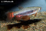 pyrrhulina obermulleri pyrrhulina obermulleri