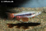 pyrrhulina obermulleri pyrrhulina obermulleri
