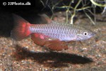 pyrrhulina obermulleri pyrrhulina obermulleri