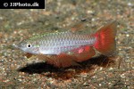 pyrrhulina obermulleri pyrrhulina obermulleri