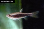pyrrhulina rachoviana pyrrhulina rachoviana