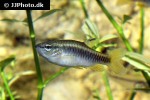 pyrrhulina rachoviana pyrrhulina rachoviana