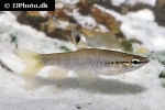 pyrrhulina semifasciata pyrrhulina semifasciata