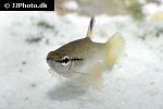 pyrrhulina semifasciata pyrrhulina semifasciata