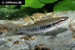 pyrrhulina semifasciata pyrrhulina semifasciata