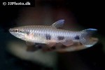 pyrrhulina spilota pyrrhulina spilota