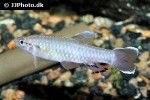 pyrrhulina spilota pyrrhulina spilota