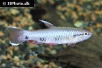 pyrrhulina spilota pyrrhulina spilota