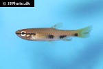 pyrrhulina spilota pyrrhulina spilota