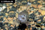 pyrrhulina spilota pyrrhulina spilota