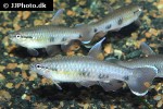 pyrrhulina spilota pyrrhulina spilota