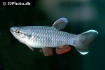 pyrrhulina spilota pyrrhulina spilota
