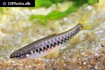 pyrrhulina zigzag pyrrhulina zigzag