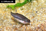 pyrrhulina zigzag pyrrhulina zigzag