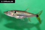 acestrorhynchus altus acestrorhynchus altus
