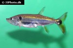acestrorhynchus altus acestrorhynchus altus