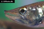 acestrorhynchus altus acestrorhynchus altus