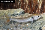 acestrorhynchus altus acestrorhynchus altus