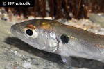 acestrorhynchus altus acestrorhynchus altus