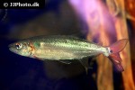 acestrorhynchus falcatus acestrorhynchus falcatus
