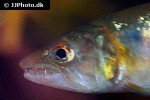 acestrorhynchus falcatus acestrorhynchus falcatus