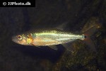 acestrorhynchus falcatus acestrorhynchus falcatus