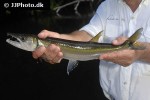 acestrorhynchus falcirostris acestrorhynchus falcirostris