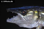 acestrorhynchus falcirostris acestrorhynchus falcirostris