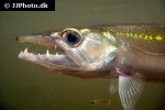 acestrorhynchus falcirostris acestrorhynchus falcirostris