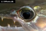 acestrorhynchus falcirostris acestrorhynchus falcirostris
