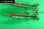 boulengerella lateristriga boulengerella lateristriga