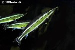 boulengerella lateristriga boulengerella lateristriga
