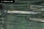 boulengerella lateristriga boulengerella lateristriga