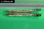 boulengerella maculata boulengerella maculata