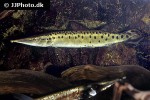 boulengerella maculata boulengerella maculata