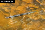 boulengerella maculata boulengerella maculata