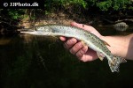 boulengerella maculata boulengerella maculata