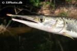boulengerella maculata boulengerella maculata