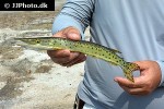 boulengerella maculata boulengerella maculata