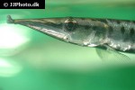 boulengerella maculata boulengerella maculata