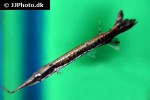 boulengerella maculata boulengerella maculata
