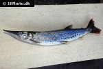 boulengerella maculata boulengerella maculata
