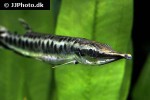 boulengerella maculata boulengerella maculata